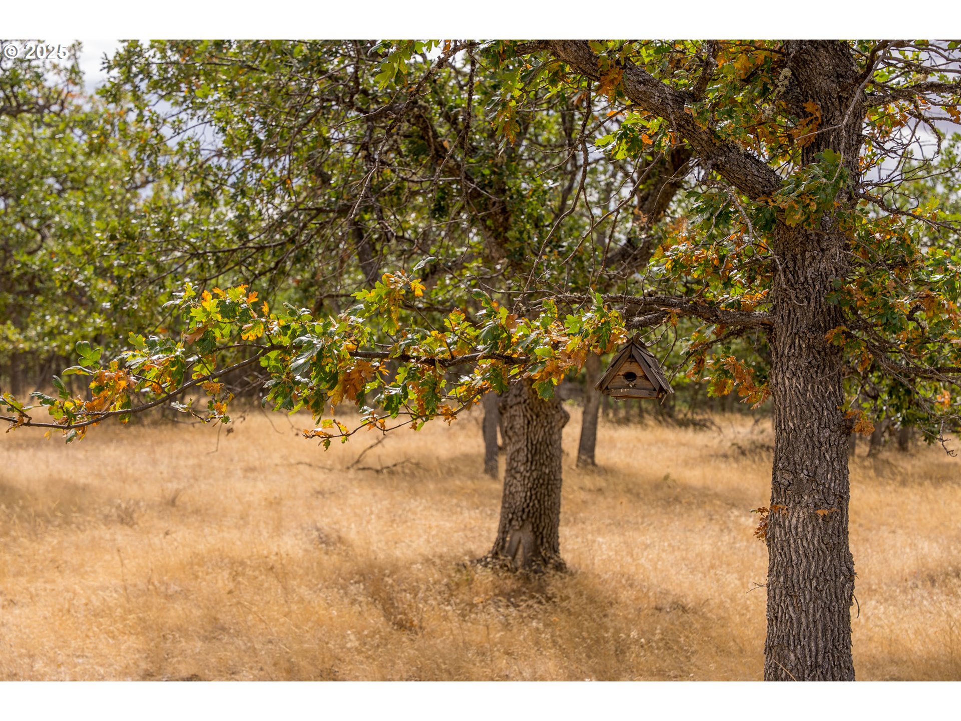 76 Big Springs Road Goldendale, WA 98620 - Photo 27 of 48 a picture of trees