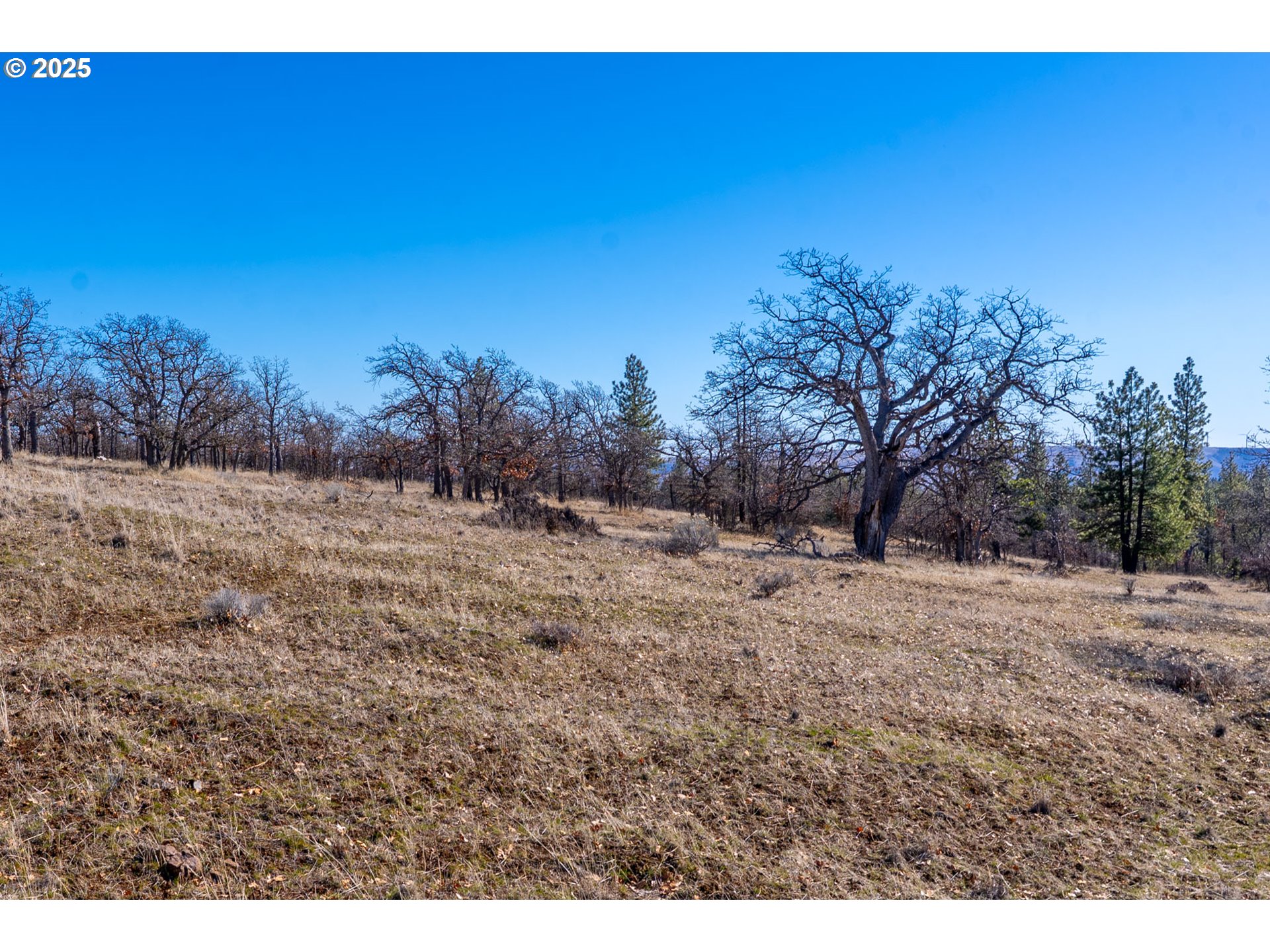 76 Big Springs Road Goldendale, WA 98620 - Photo 42 of 48 a view of a dry yard with trees in the background