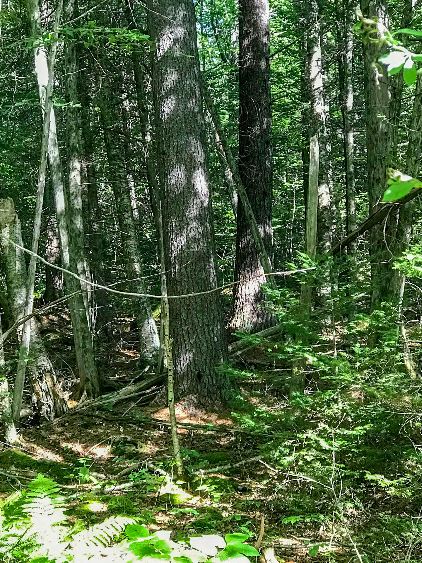 Lot 24 Green Valley Road Stockton Springs, ME 04981 - Photo 20 of 31 Dense Forest