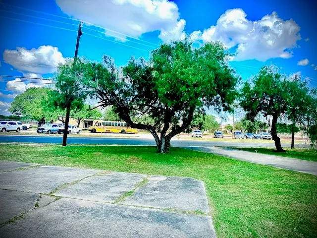 a view of a park with large trees