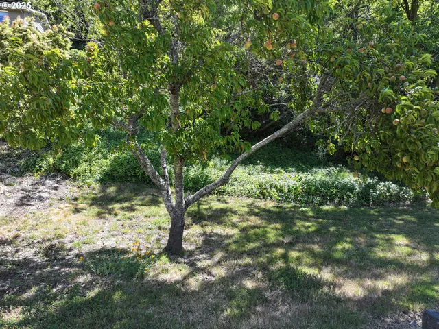 a view of a tree in a garden