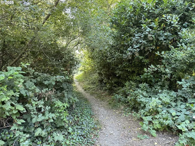 a view of a lush green forest