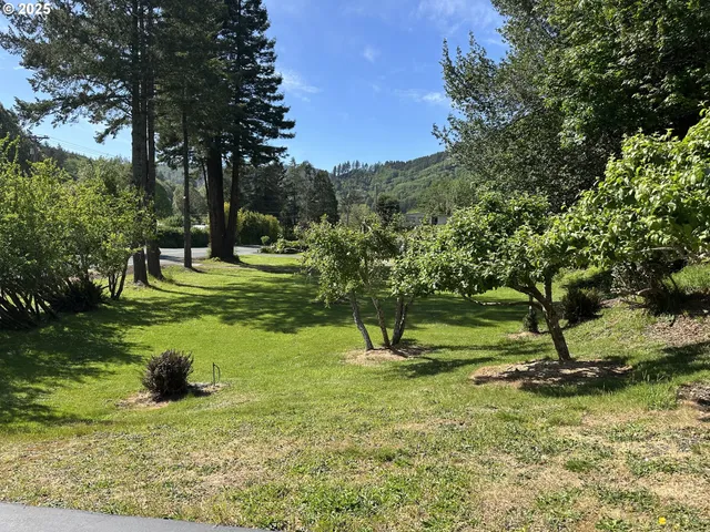 a view of a tree in a yard