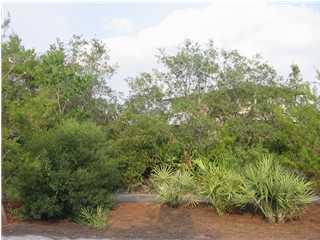290 Wilderness Way Santa Rosa Beach, FL 32459 - Photo 1 of 3 a view of a forest with plants and trees