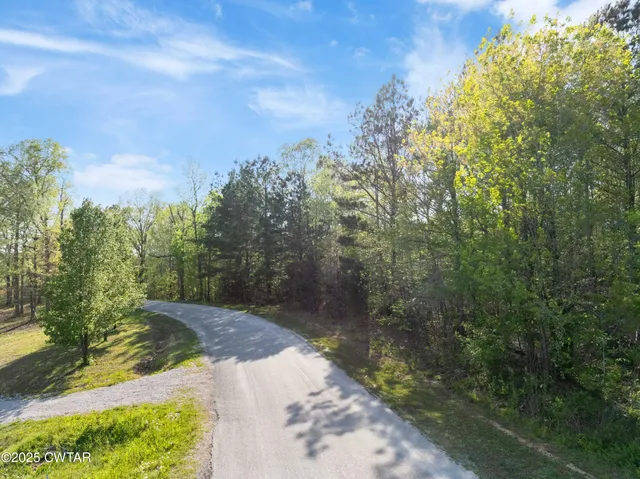a view of a yard with plants and large trees
