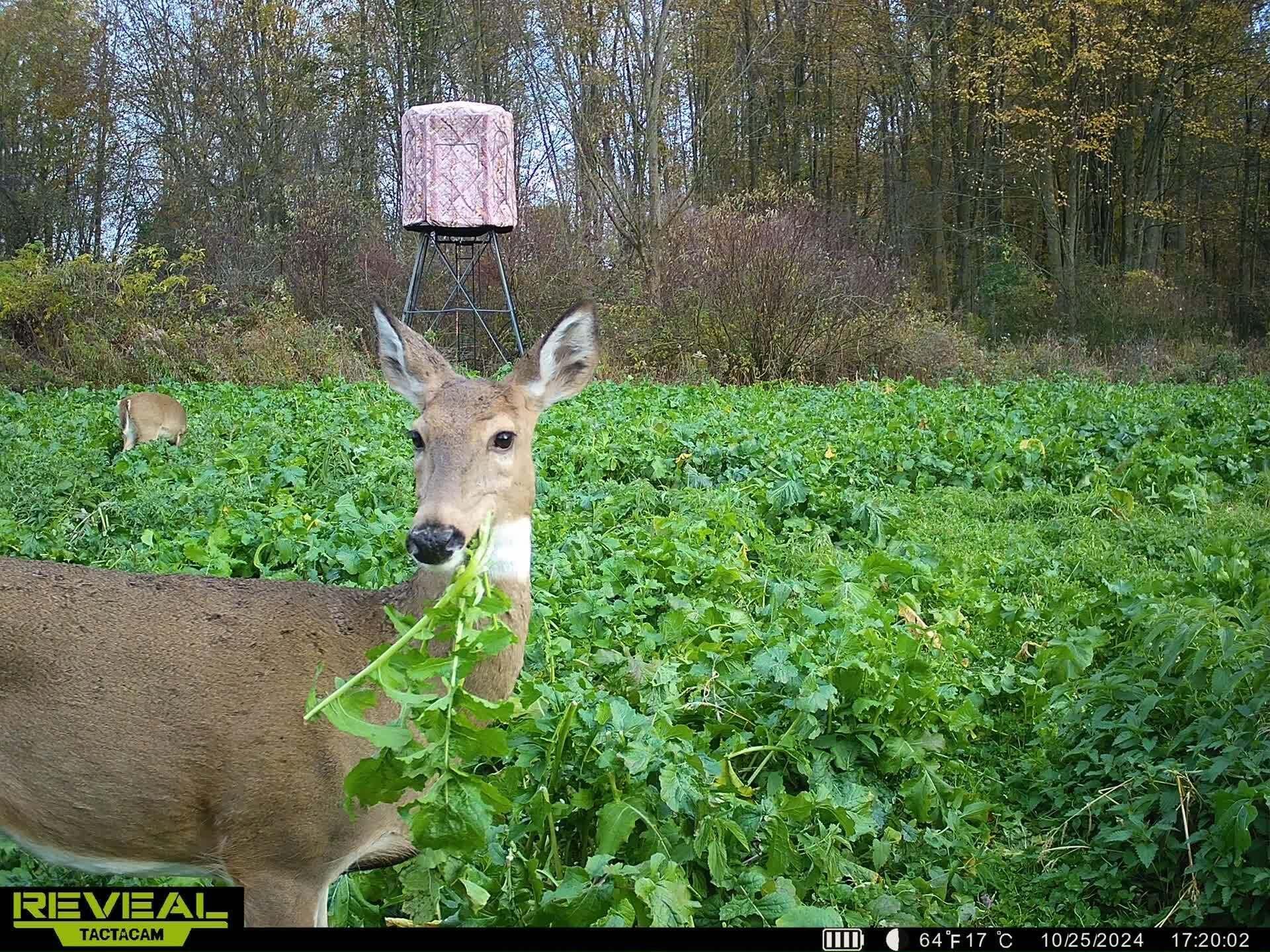 5121 Skuse Road Osseo, MI 49266 - Photo 20 of 32 sk20