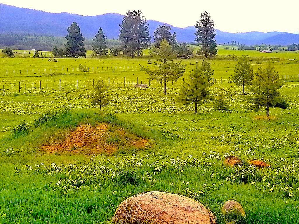 1217 Elo Road McCall, ID 83638 - Photo 5 of 16