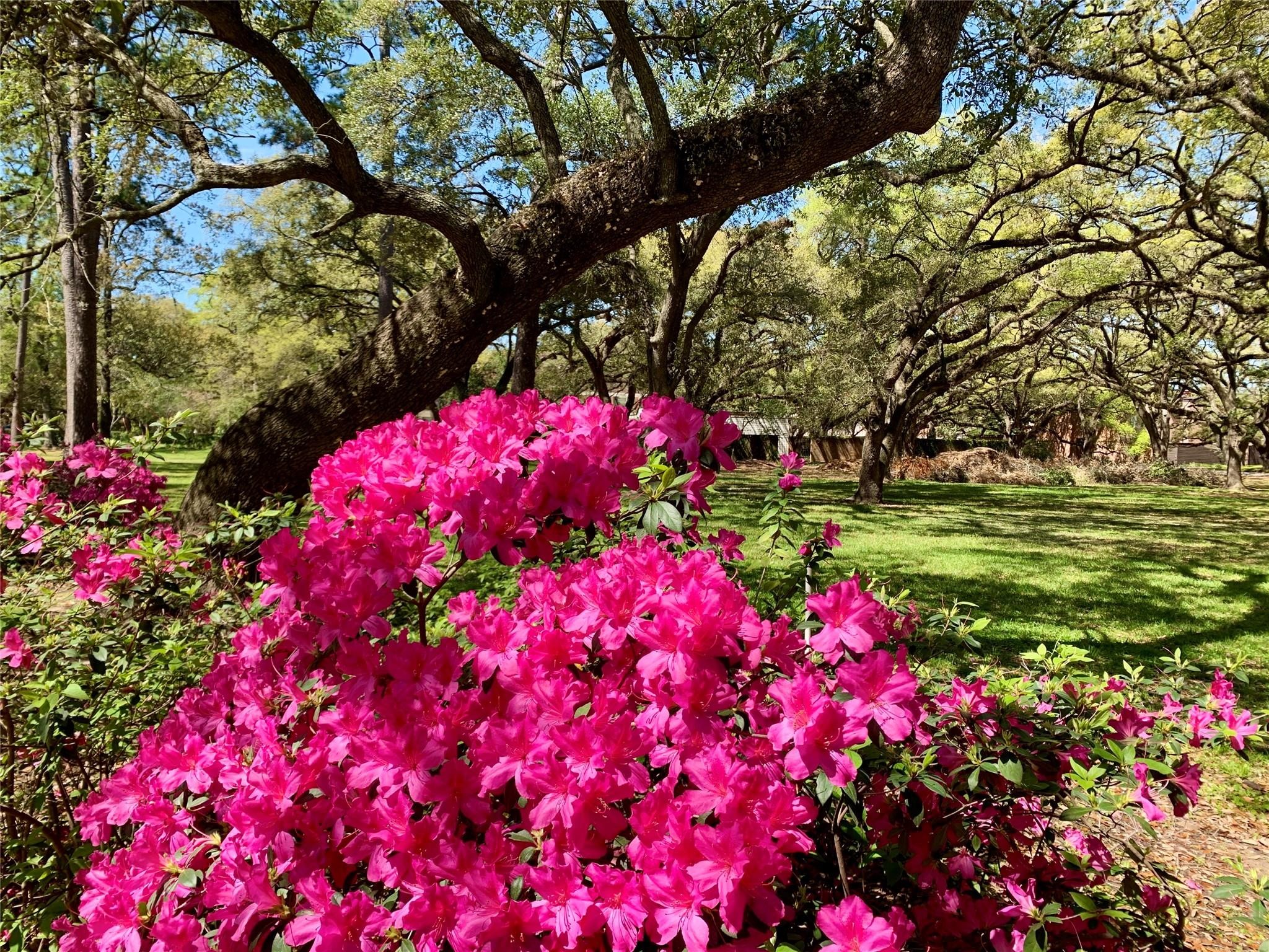 1205 Autrey Street, Unit 9 Houston, TX 77006 - Photo 23 of 32 Rice University's Azaleas in full bloom a close walk away.