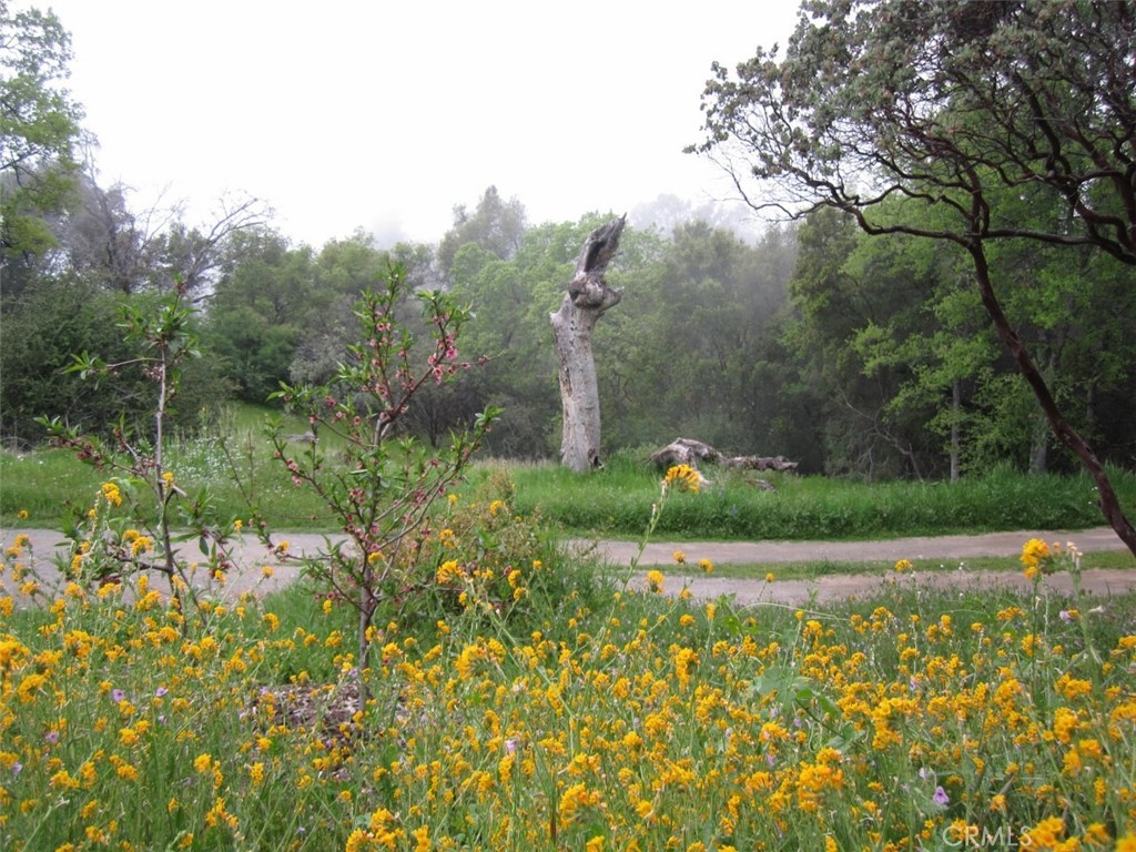 3279 Quail Run Road Mariposa, CA 95338 - Photo 4 of 37 Beautiful flowers in the spring months