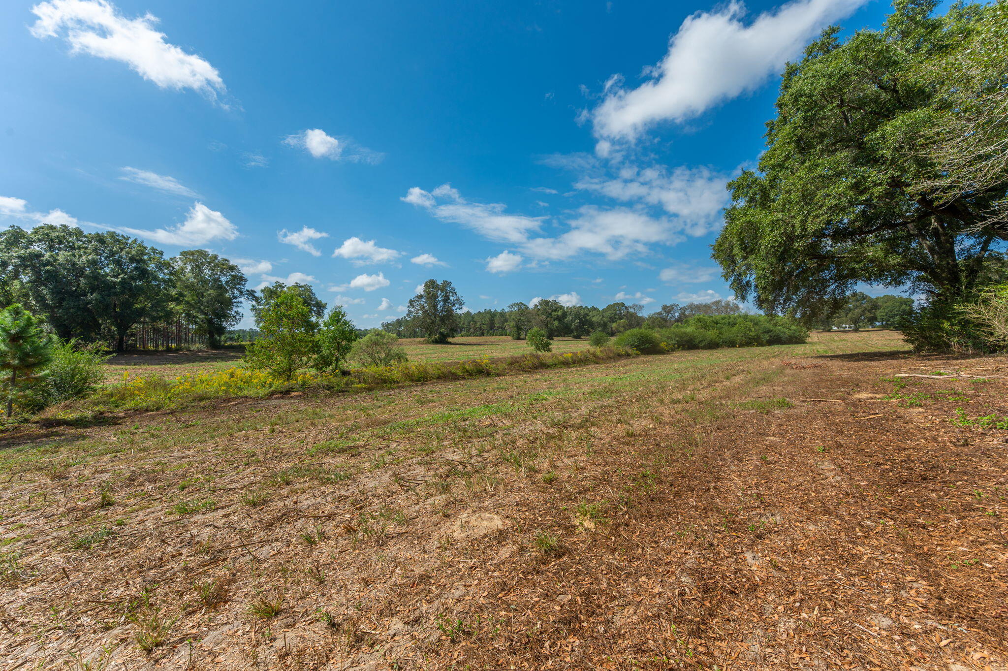 3-acre -d Prescott Road Florala, AL 36442 - Photo 15 of 36 a view of a field with an trees