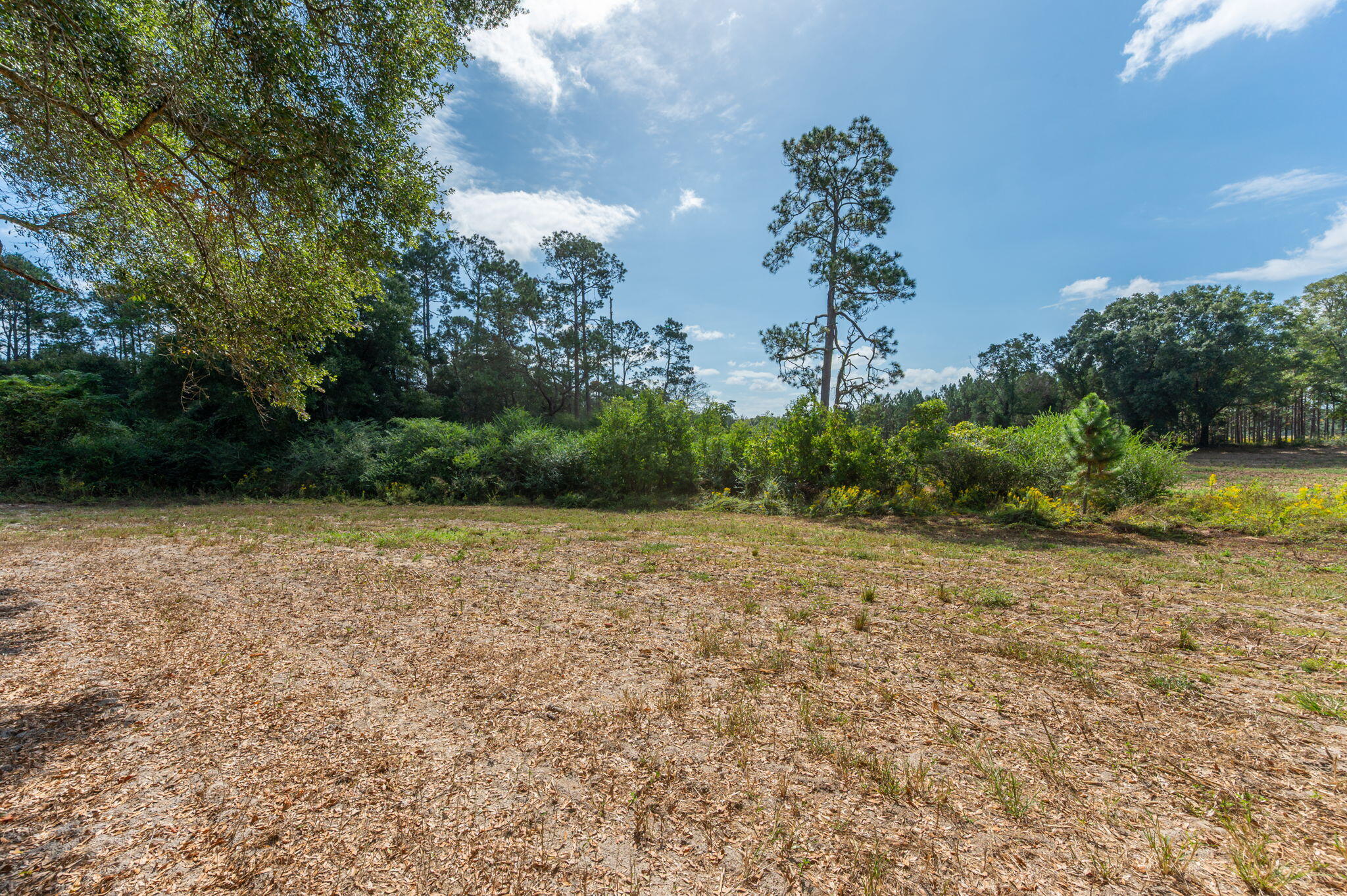 3-acre -d Prescott Road Florala, AL 36442 - Photo 16 of 36 a view of a yard with a tree