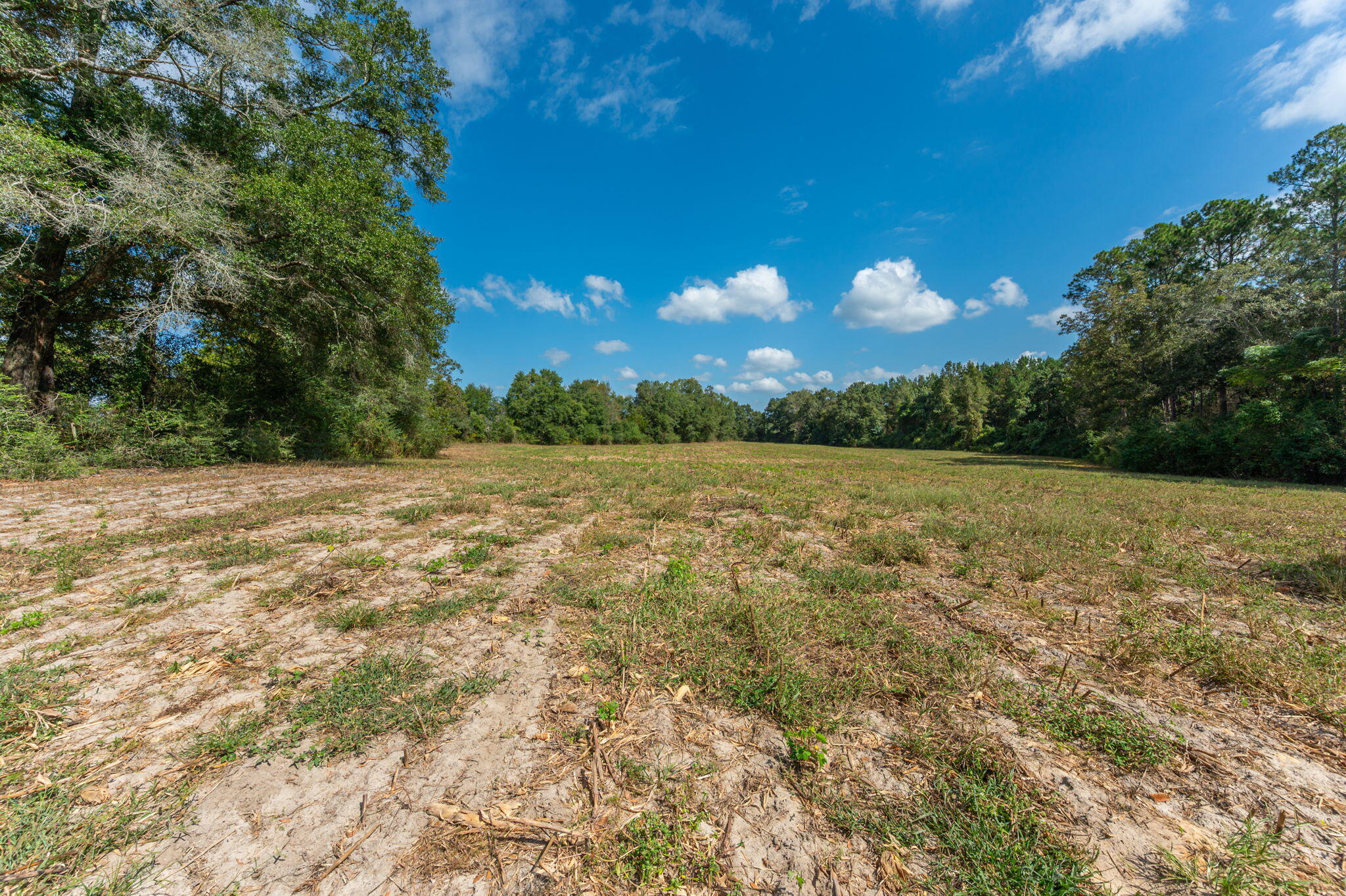 3-acre -d Prescott Road Florala, AL 36442 - Photo 20 of 36 a view of backyard with green space