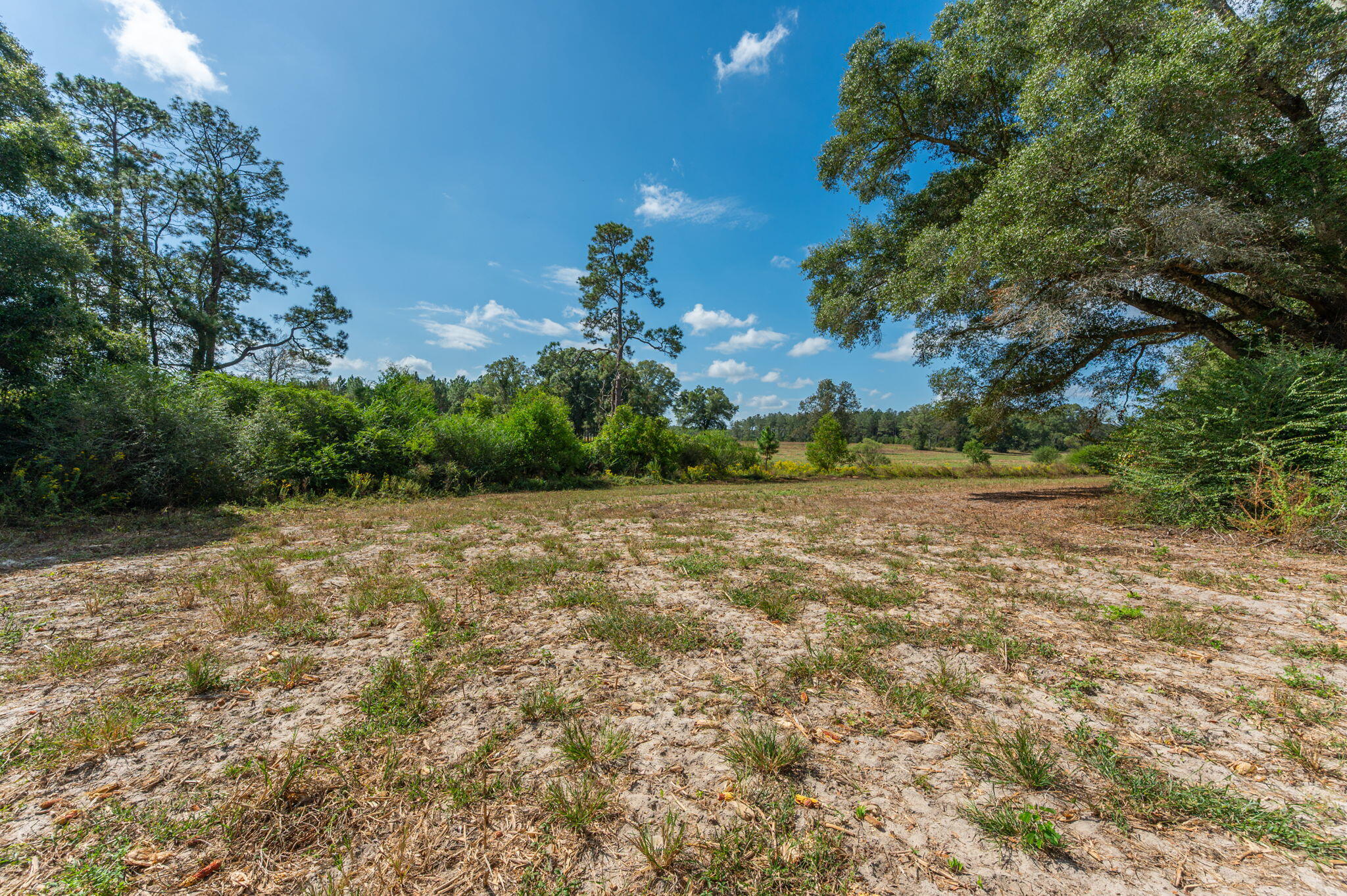 3-acre -d Prescott Road Florala, AL 36442 - Photo 21 of 36 a view of yard with green space