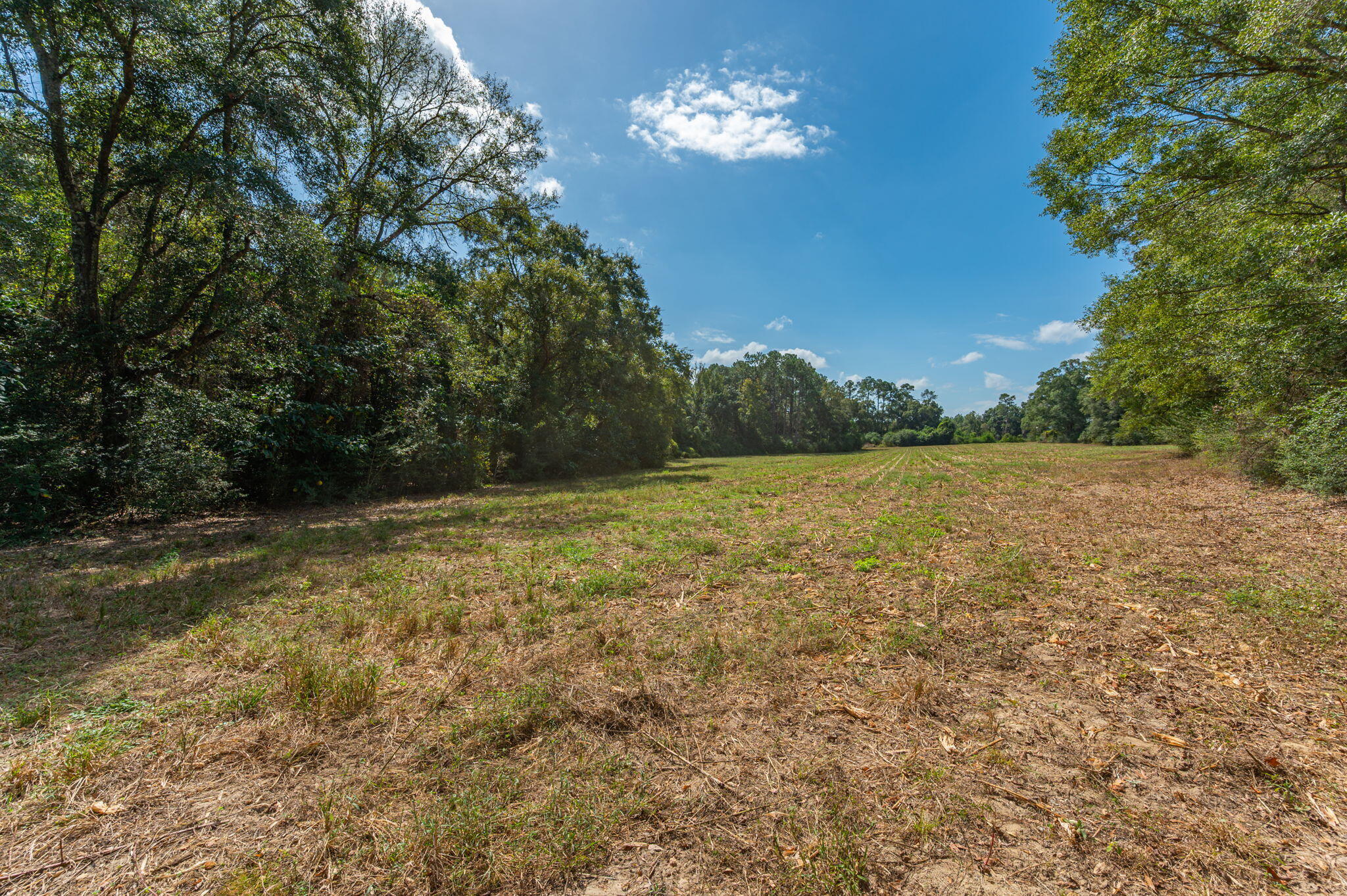 3-acre -d Prescott Road Florala, AL 36442 - Photo 24 of 36 a view of a yard with a trees