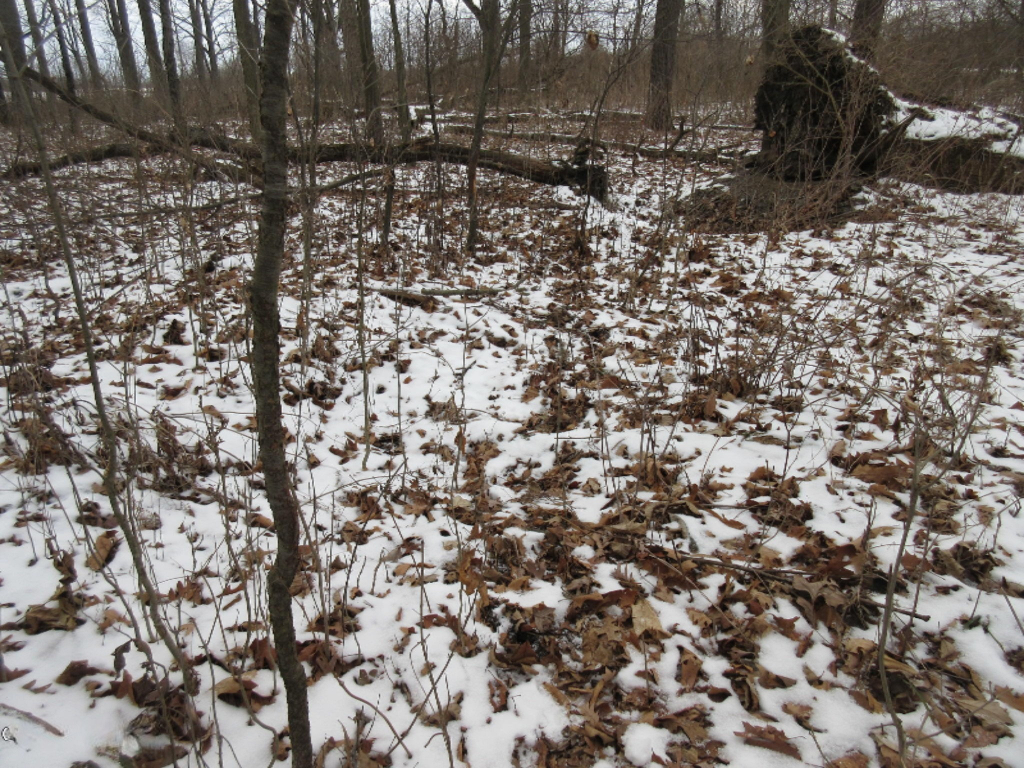 Dewey Road Stockbridge, MI 49285 - Photo 25 of 45 IMG_8684