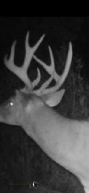 Dewey Road Stockbridge, MI 49285 - Photo 40 of 45 deerpic2