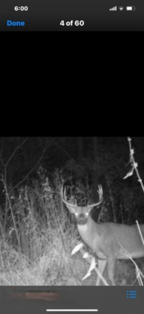 Dewey Road Stockbridge, MI 49285 - Photo 44 of 45 deerpic6