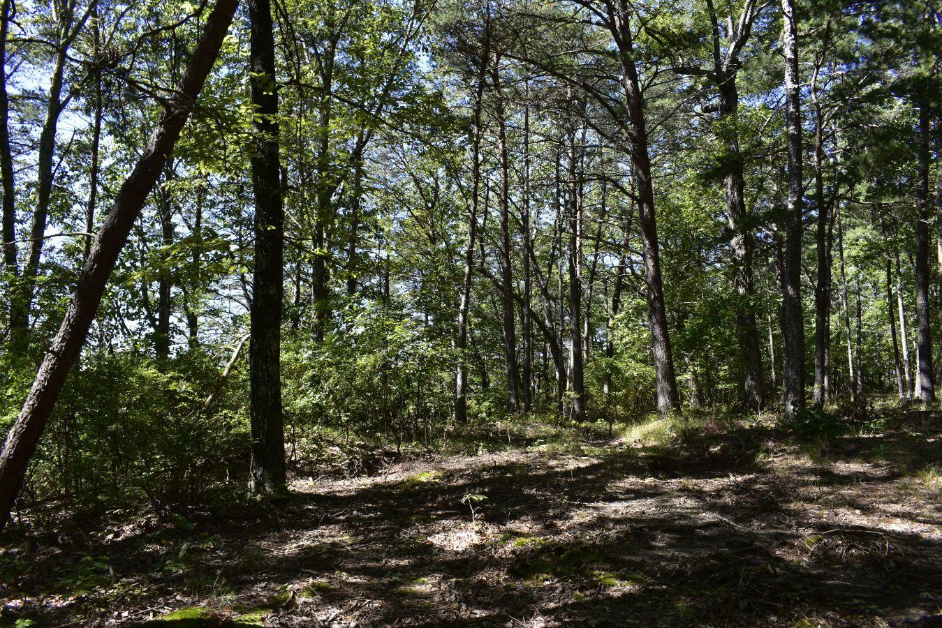 0 Lula Lake Road, Unit 61 Rising Fawn, GA 30738 - Photo 13 of 59 _DSC0245