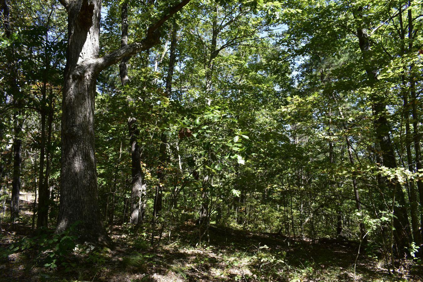 0 Lula Lake Road, Unit 61 Rising Fawn, GA 30738 - Photo 14 of 59 _DSC0246