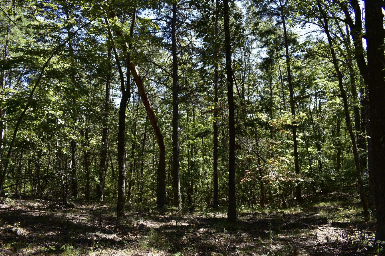 0 Lula Lake Road, Unit 61 Rising Fawn, GA 30738 - Photo 18 of 59 _DSC0250