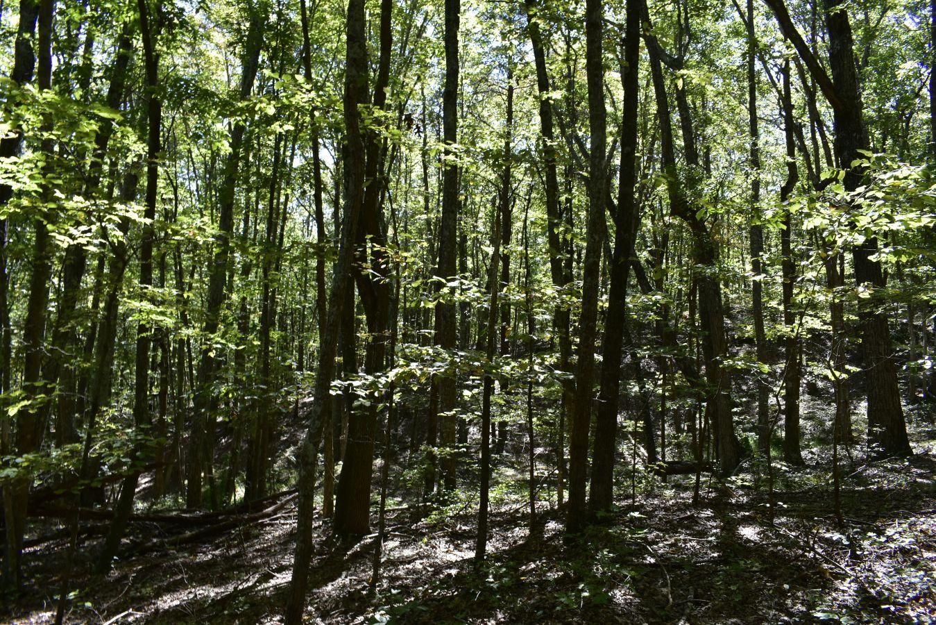 0 Lula Lake Road, Unit 61 Rising Fawn, GA 30738 - Photo 51 of 59 _DSC0285