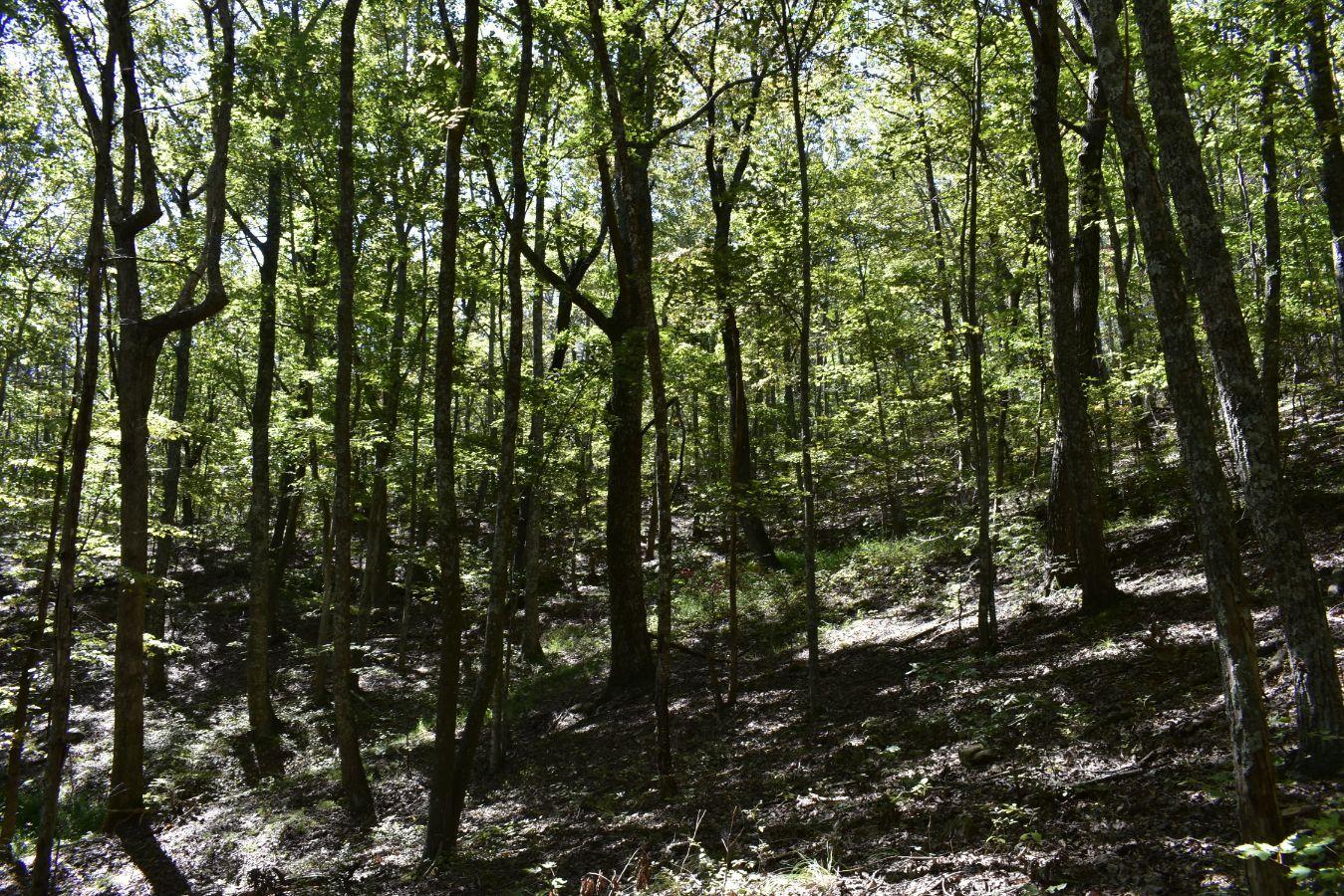 0 Lula Lake Road, Unit 61 Rising Fawn, GA 30738 - Photo 54 of 59 _DSC0288