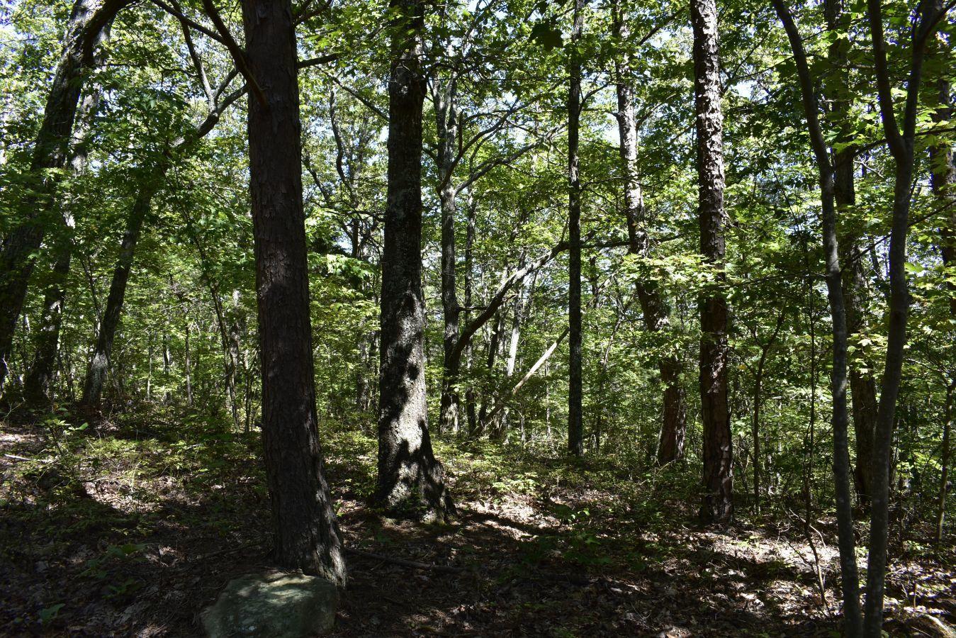 0 Lula Lake Road, Unit 61 Rising Fawn, GA 30738 - Photo 10 of 59 _DSC0242