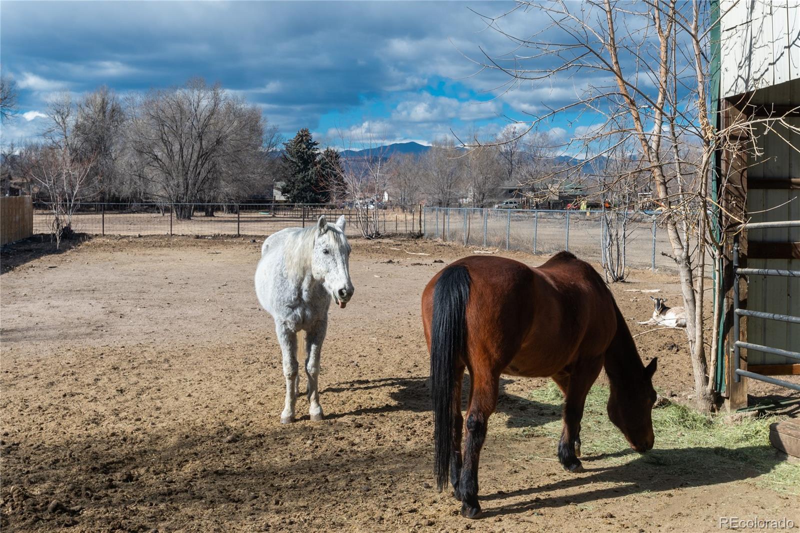 4695 Parfet Street Wheat Ridge, CO 80033 - Photo 43 of 46 a view of balcony with two of furniture and a potted plant
