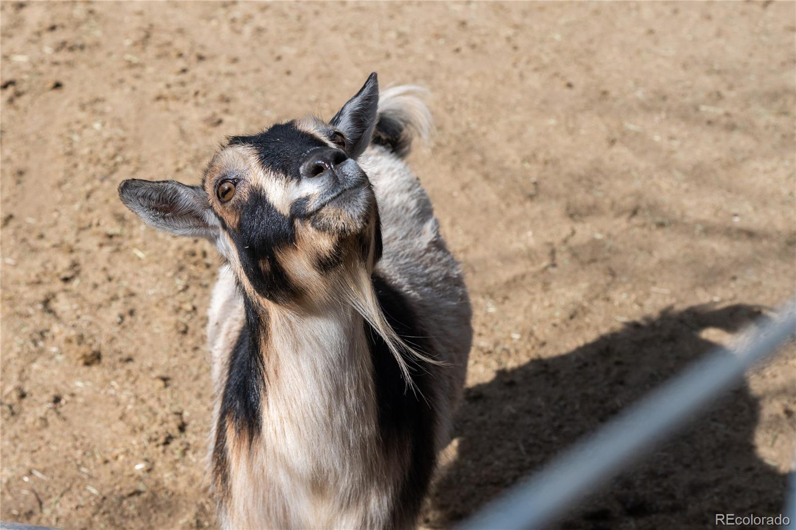 4695 Parfet Street Wheat Ridge, CO 80033 - Photo 46 of 46 a close up of a plant in a bathroom