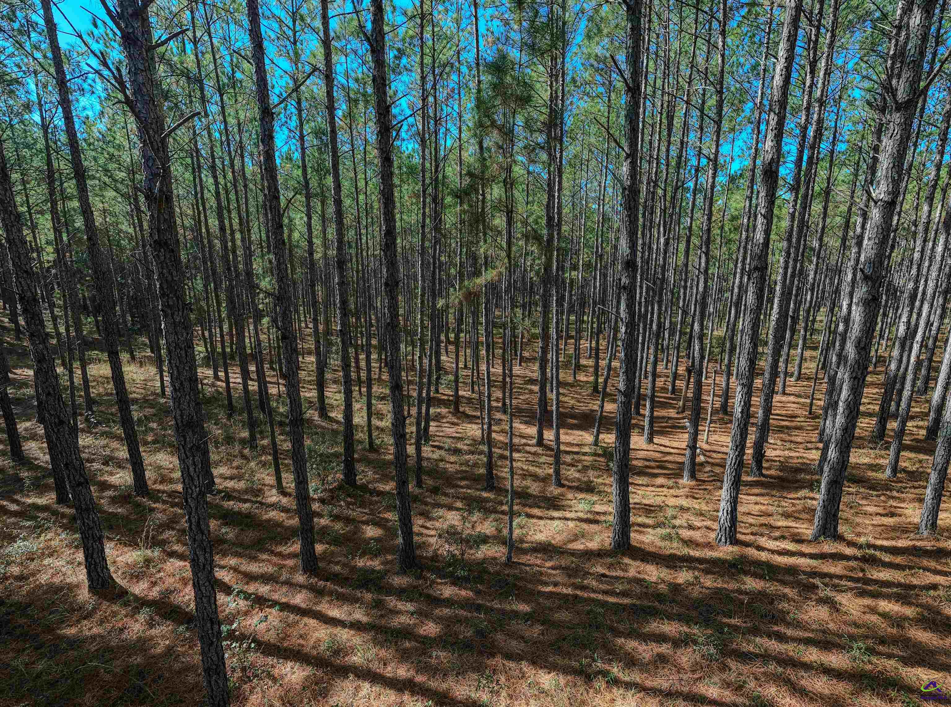 498 White Springs Church Road Gordon, GA 31031 - Photo 9 of 36 Gallery Image 9