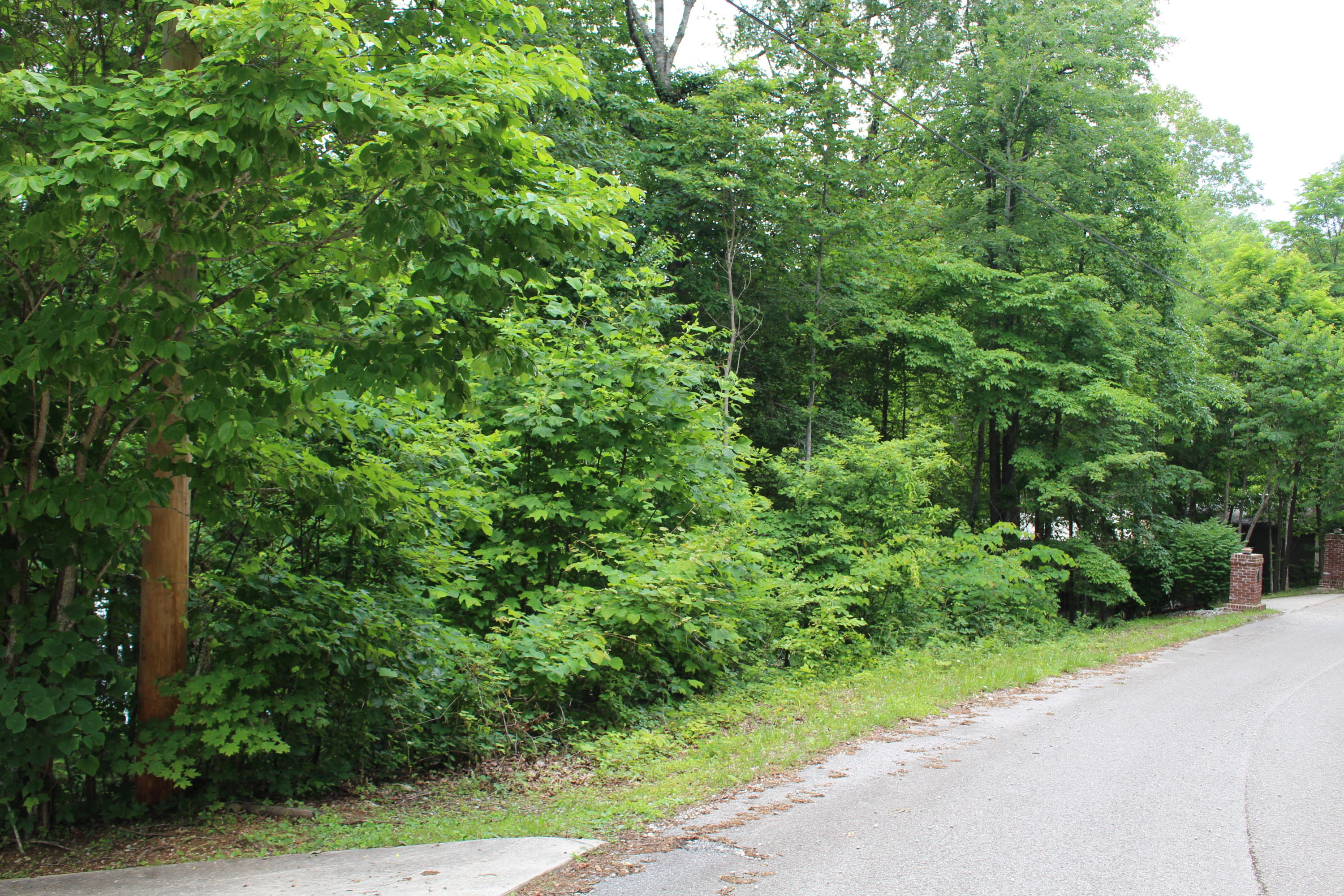 Lot 6 East Norris Point Road La Follette, TN 37766 - Photo 3 of 10 IMG_8198