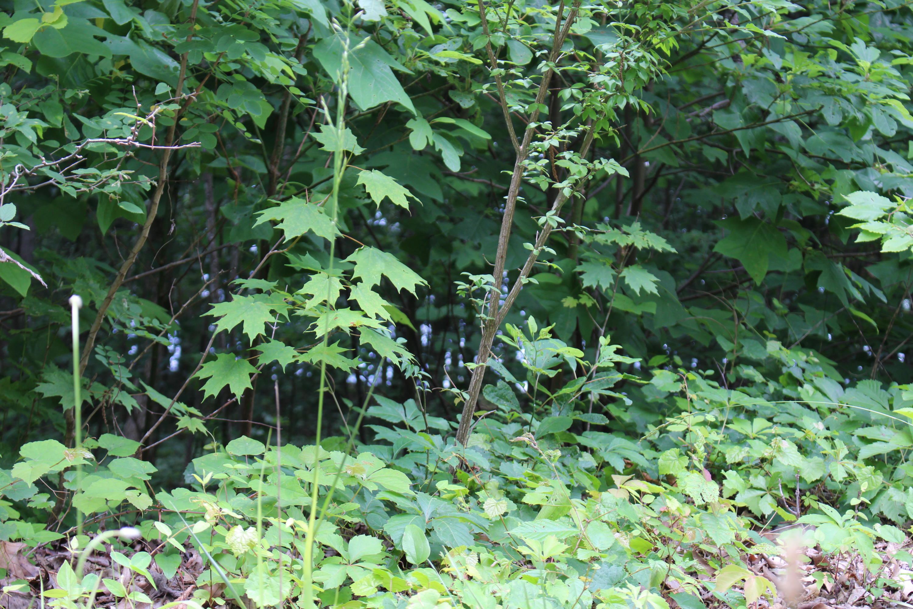 Lot 6 East Norris Point Road La Follette, TN 37766 - Photo 6 of 10 IMG_8196