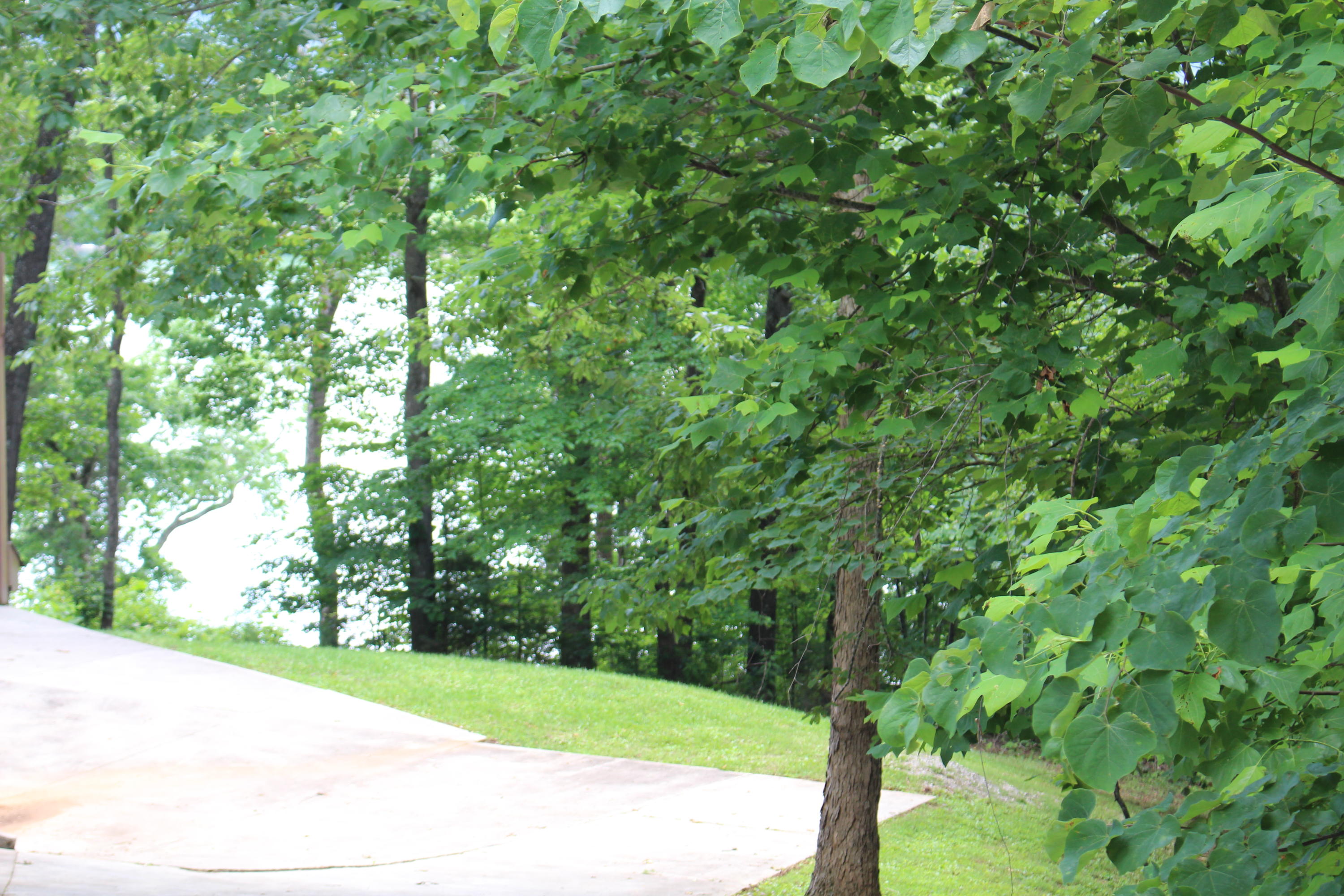 Lot 6 East Norris Point Road La Follette, TN 37766 - Photo 7 of 10 IMG_8197