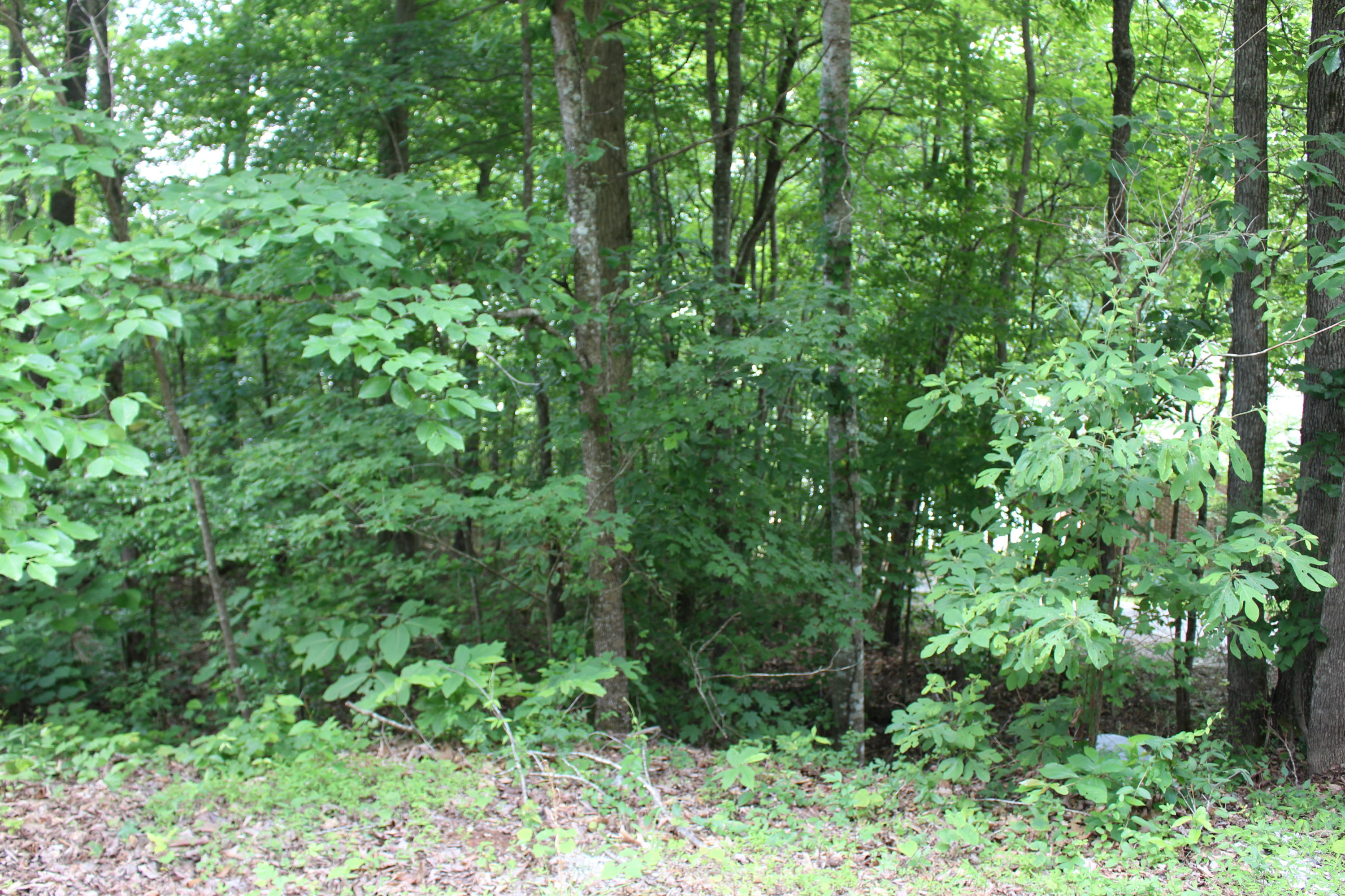 Lot 6 East Norris Point Road La Follette, TN 37766 - Photo 8 of 10 IMG_8199