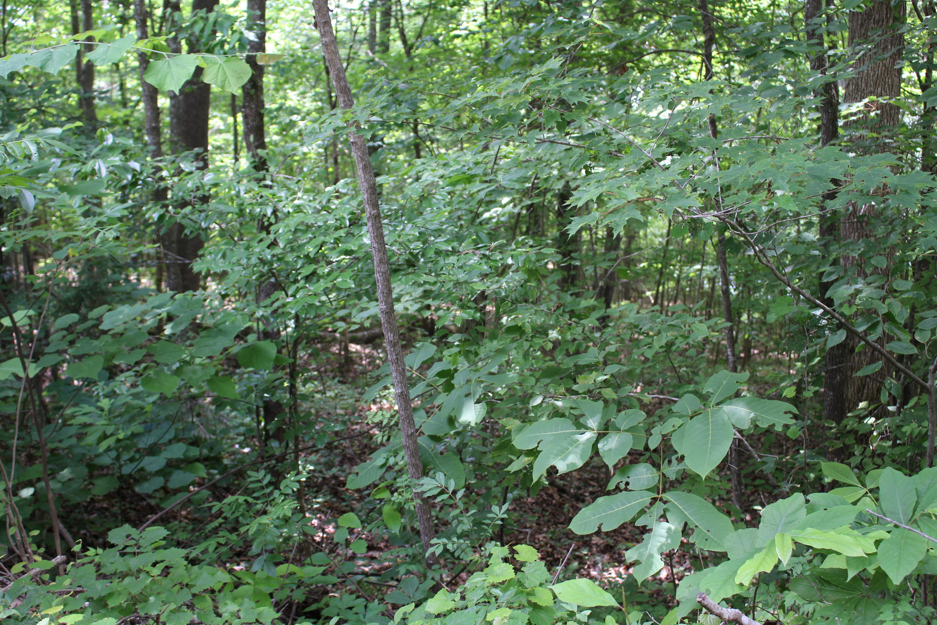 Lot 6 East Norris Point Road La Follette, TN 37766 - Photo 9 of 10 IMG_8200