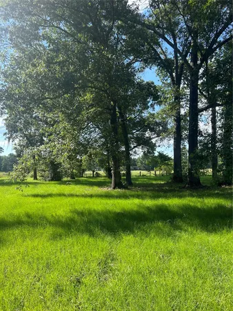 a view of field with tall trees