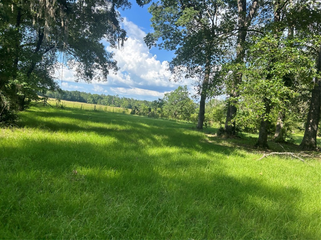 164 Parker Road Corrigan, TX 75939 - Photo 31 of 34 a view of a trees with a yard
