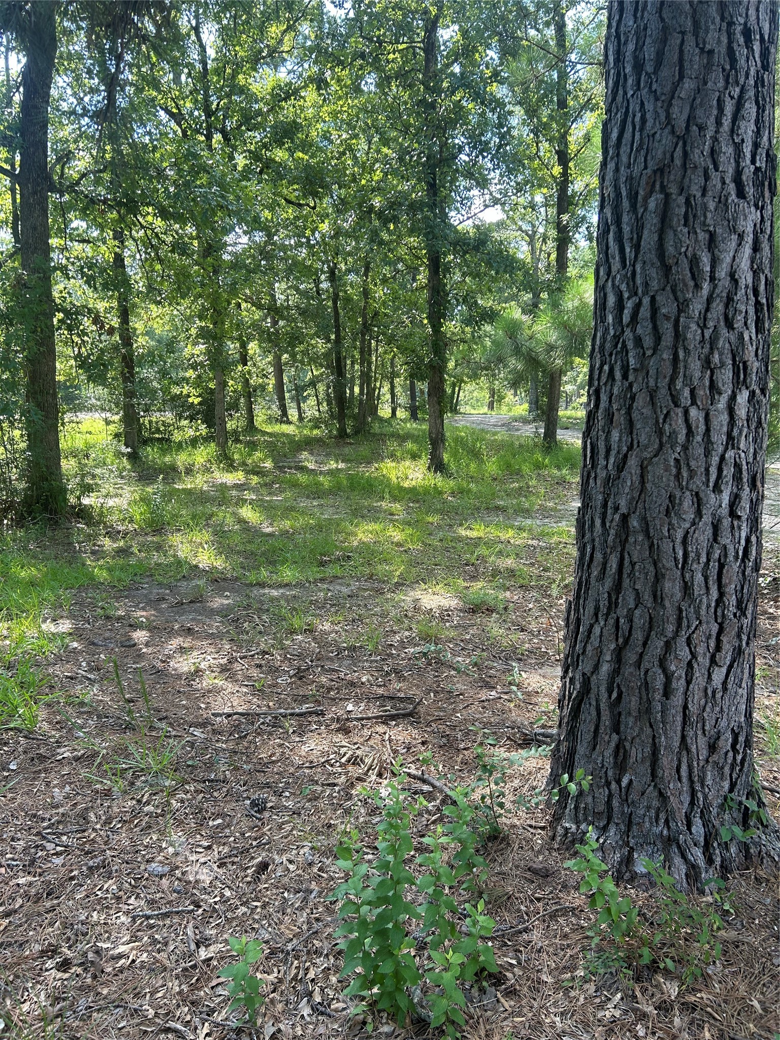 164 Parker Road Corrigan, TX 75939 - Photo 34 of 34 a view of outdoor space and yard