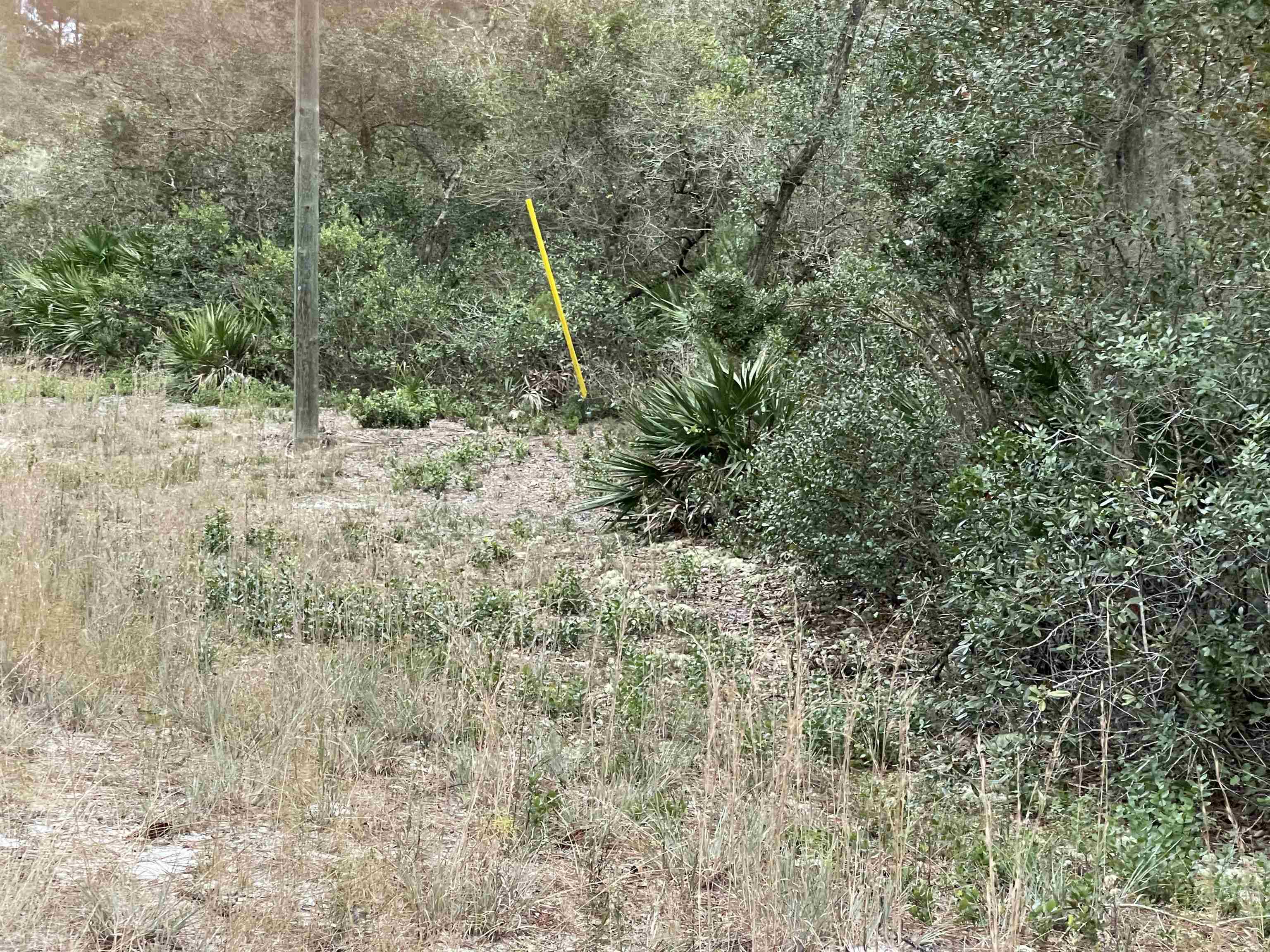 a view of a forest with a tree