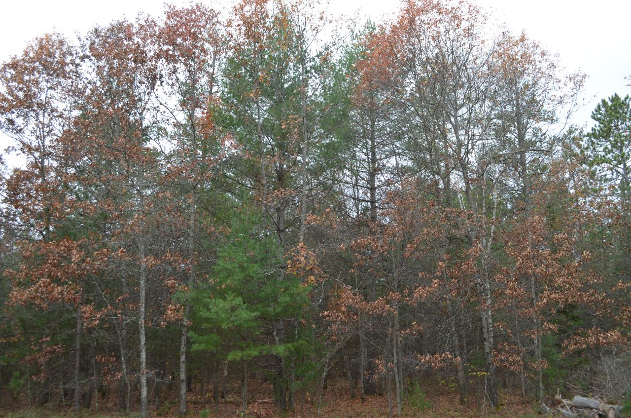 9 Ralph Lane Tomahawk, WI 54487 - Photo 6 of 7 Gallery Image 6