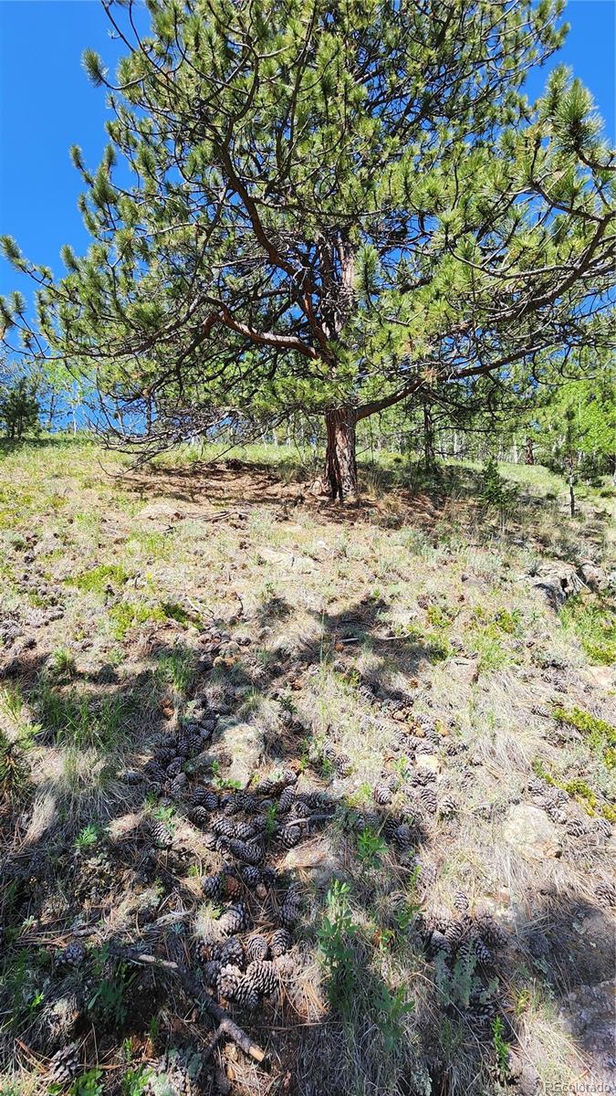 267 Ward Street Bailey, CO 80421 - Photo 2 of 13