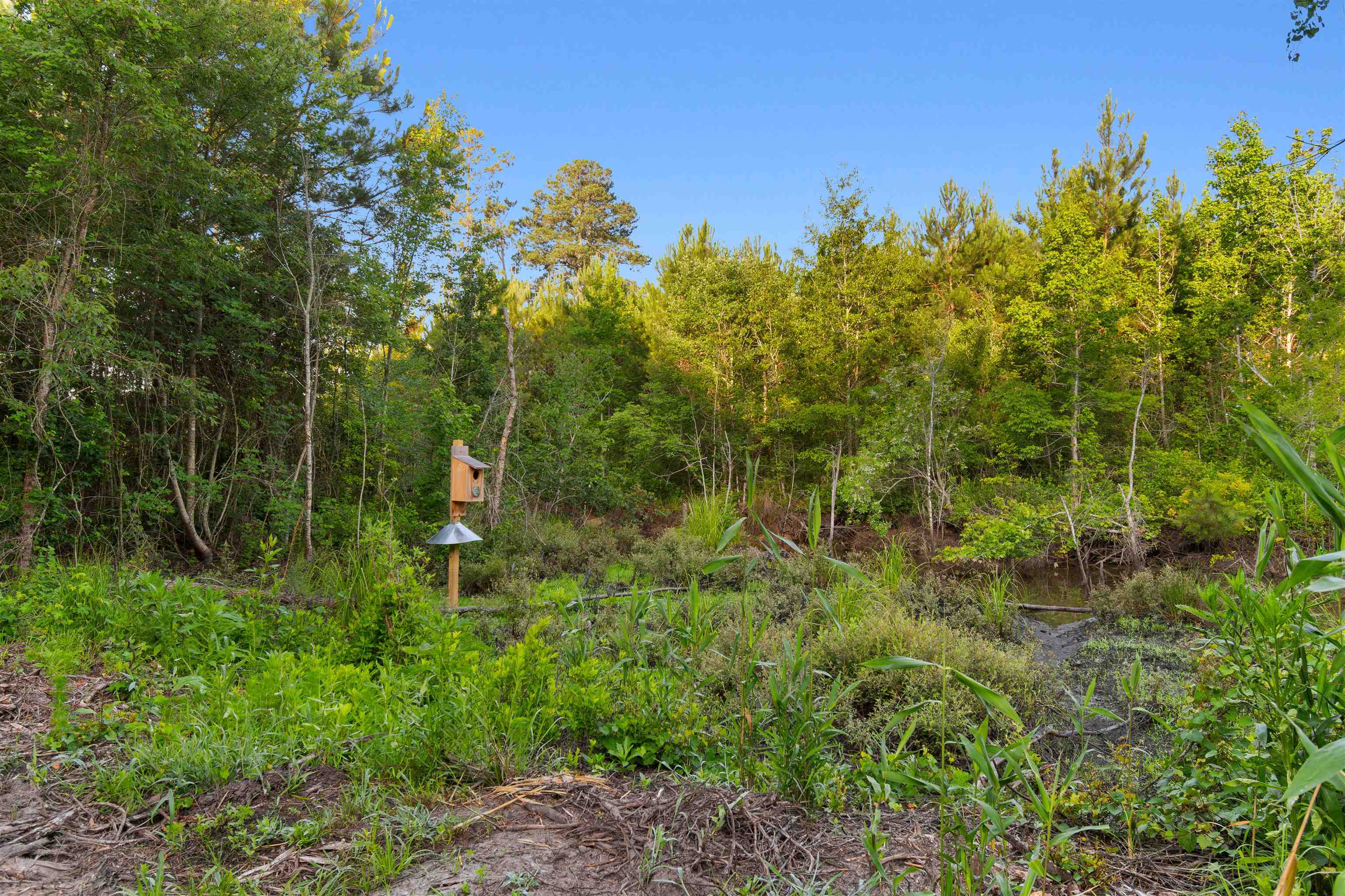 77-acres - Tbd Bert Hanna Road Hemingway, SC 29554 - Photo 15 of 28