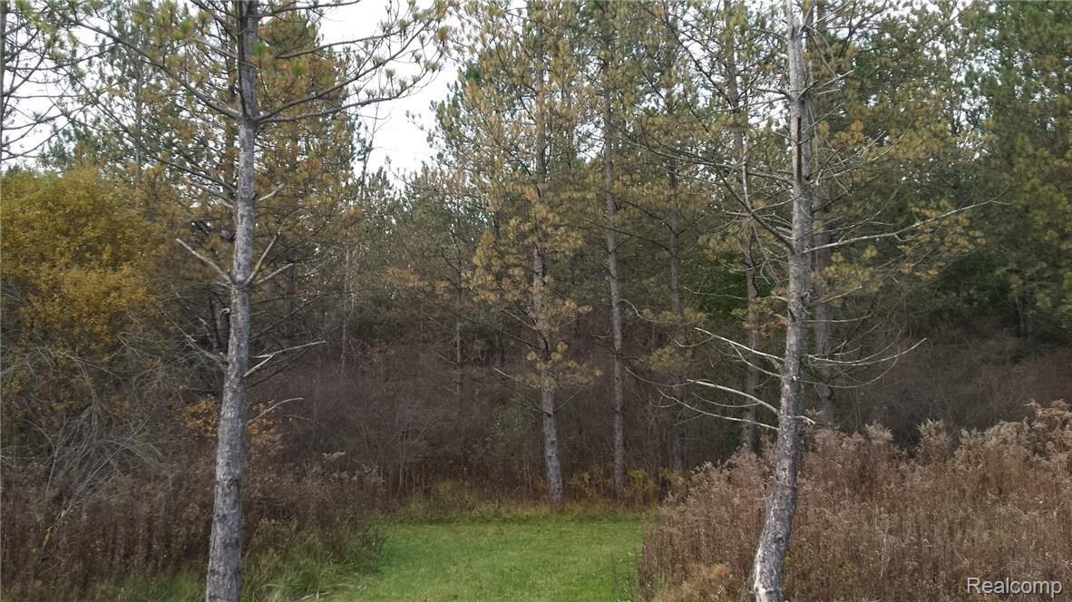 7076 Hewitt Road Jeddo, MI 48032 - Photo 22 of 24 This is a view of the woods.