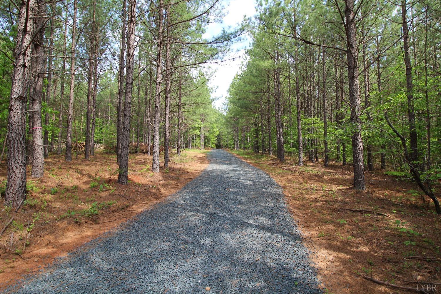 a view of a forest with trees in the background