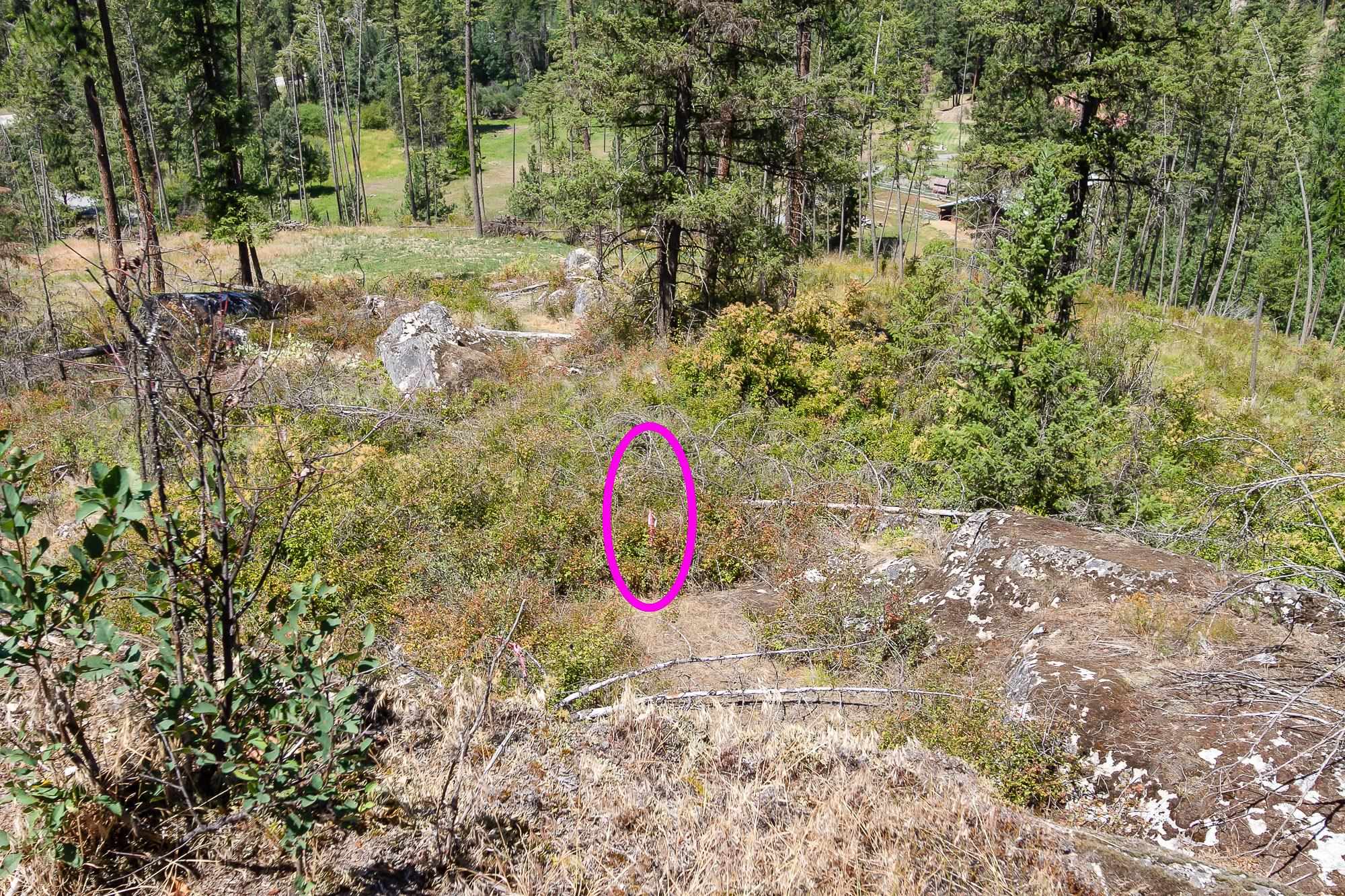 564 C Crown Ridge Way Colville, WA 99114 - Photo 6 of 22 Gallery Image 6
