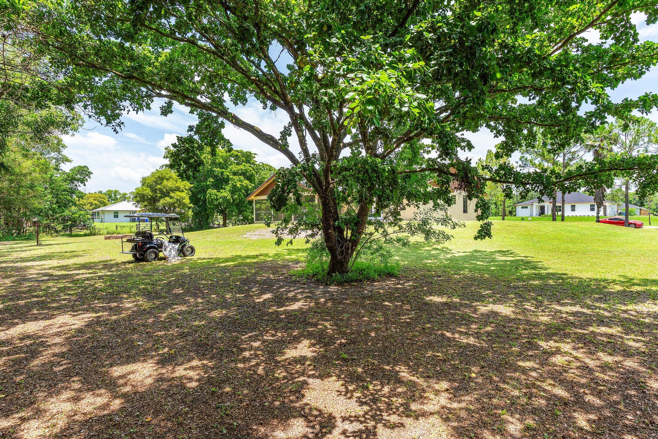 18142 43rd Road North Loxahatchee, FL 33470 - Photo 31 of 42 a view of a tree in the middle of a yard