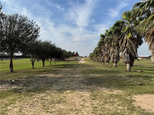 a view of a ground with large trees