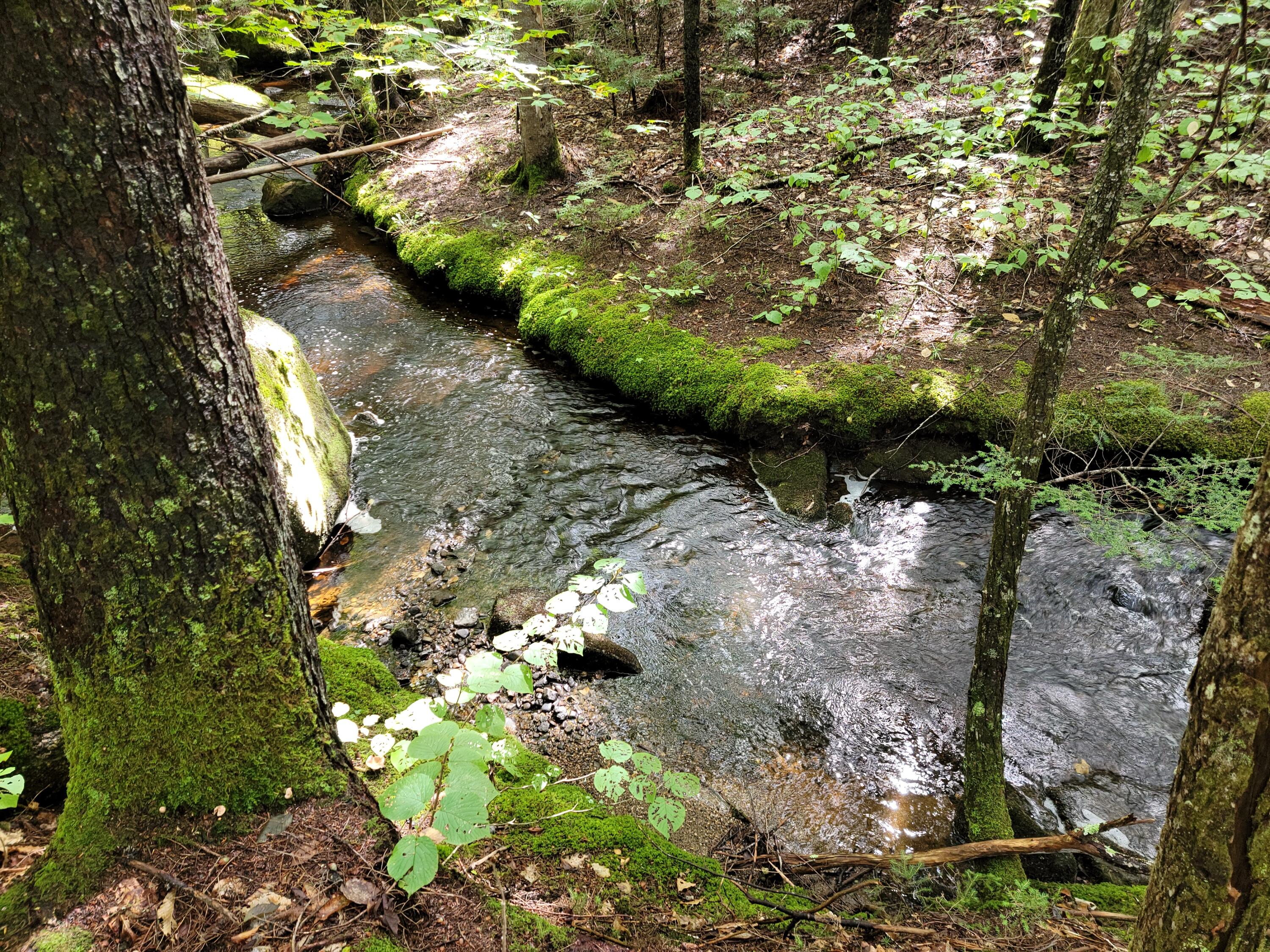 Lot 28 Mill Privilege Road Carroll Plt, ME 04487 - Photo 13 of 17 20210916_115417