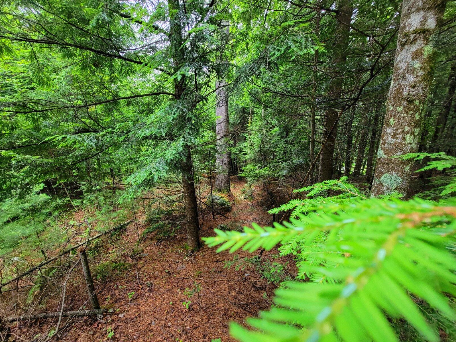 1068 Fairbanks Road Farmington, ME 04938 - Photo 3 of 56 Coniferous Forest