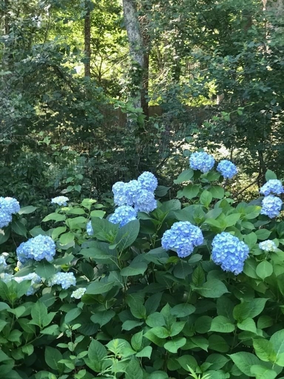 602 Elm Street Walpole, MA 02081 - Photo 37 of 38